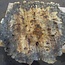 Buckeye Burl table top, approx. 1240(1400) x 1115(1300) x 60 mm, 13050
