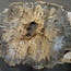 Buckeye Burl table top, approx. 1330(1470) x 1240(1400) x 52 mm, 13052