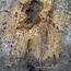 Buckeye Burl table top, approx. 1330(1470) x 1240(1400) x 52 mm, 13052