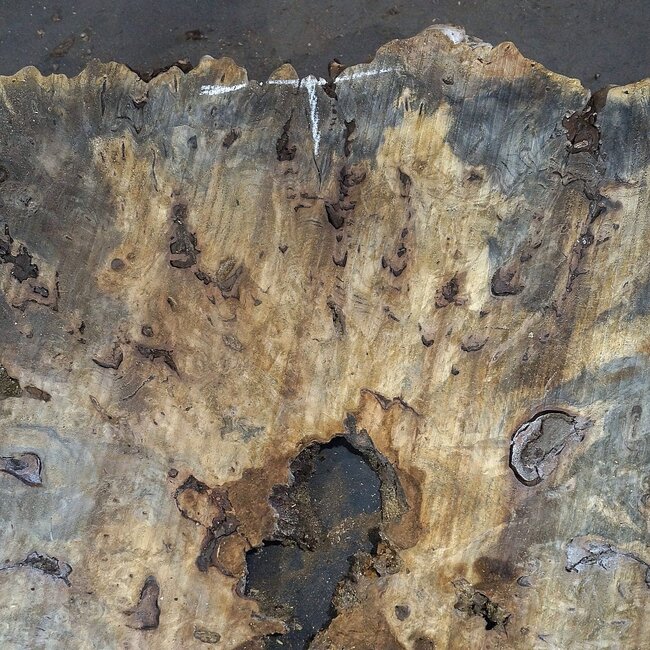 Buckeye Burl table top, approx. 1330(1470) x 1240(1400) x 52 mm, 13052