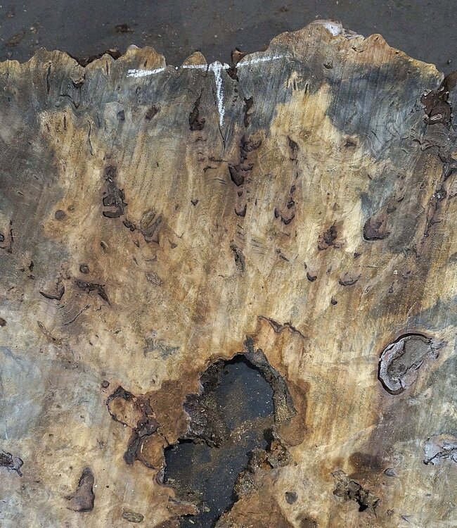 Buckeye Maser Tischplatte, ca. 1330(1470) x 1240(1400) x 52 mm, 13052