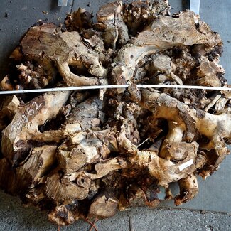 Buckeye Maser Tischsockel, ca. 1700 x 1600 x 140-220 mm, 13062