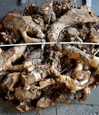 Buckeye Burl table base, approx. 1700 x 1600 x 140-220 mm, 13062