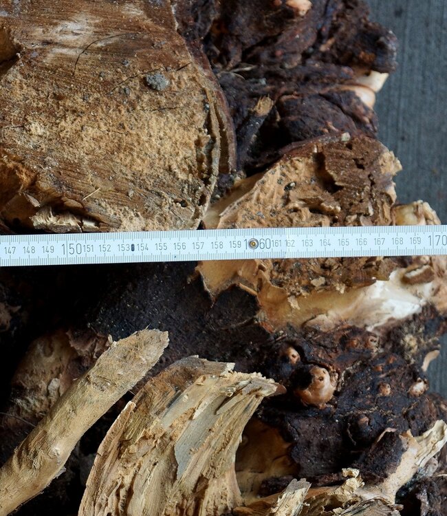 Buckeye Maser Tischsockel, ca. 1700 x 1600 x 140-220 mm, 13062