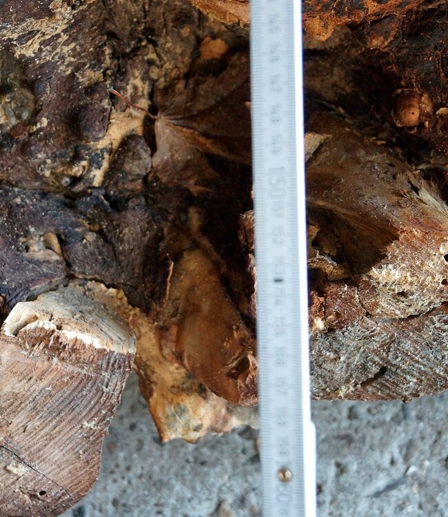 Buckeye Maser Tischsockel, ca. 1700 x 1600 x 140-220 mm, 13062