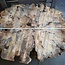 Buckeye Burl table base, approx. 1700 x 1600 x 140-220 mm, 13062