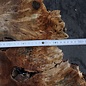 Buckeye Burl table base, approx. 1700 x 1600 x 140-220 mm, 13062