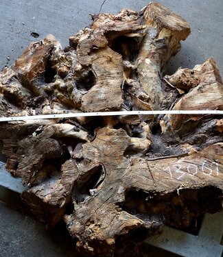 Buckeye Burl table base, approx. 1300 x 1200 x 150 mm, 13061