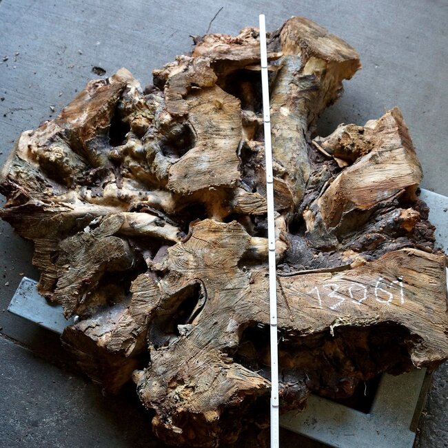 Buckeye Burl table base, approx. 1300 x 1200 x 150 mm, 13061