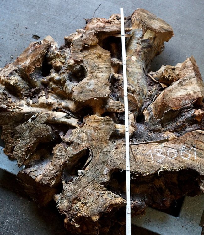 Buckeye Maser Tischsockel, ca. 1300 x 1200 x 150 mm, 13061