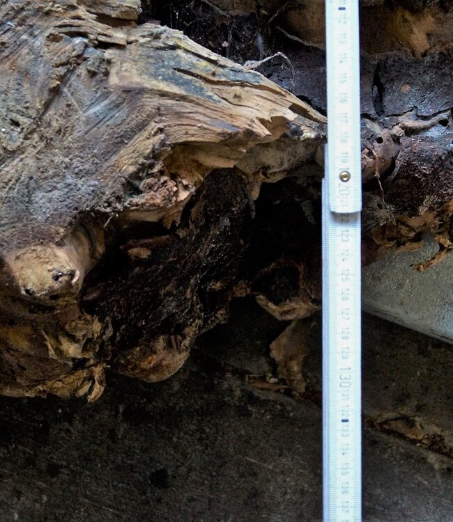 Buckeye Burl table base, approx. 1300 x 1200 x 150 mm, 13061