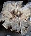 Buckeye Burl table base, approx. 1300 x 1200 x 150 mm, 13061