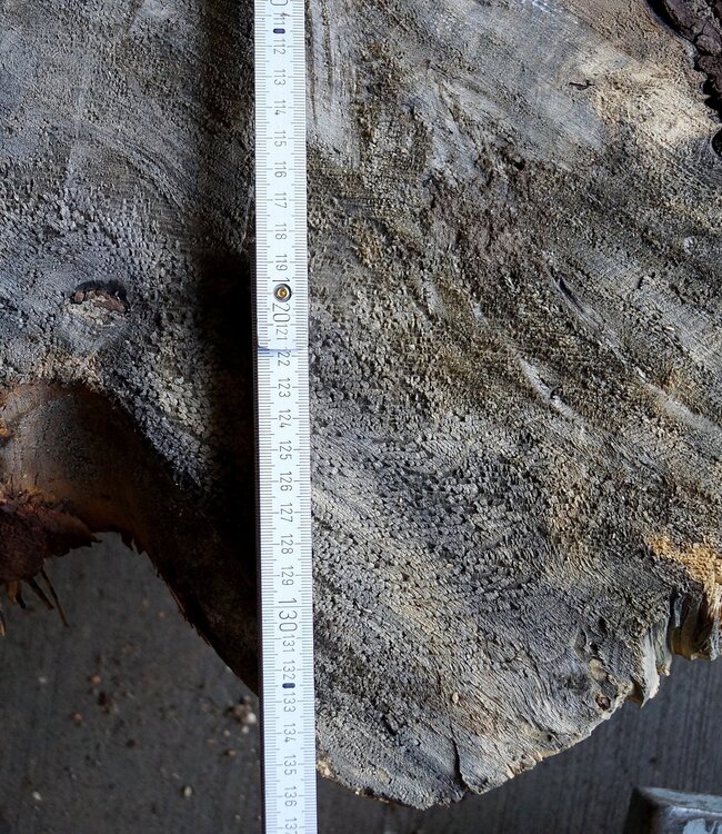 Buckeye Burl table base, approx. 1300 x 1200 x 150 mm, 13061