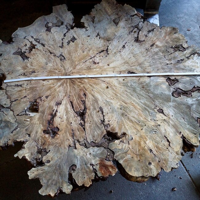 Buckeye Burl table base, approx. 1600 x 1500 x 250 mm, 13060