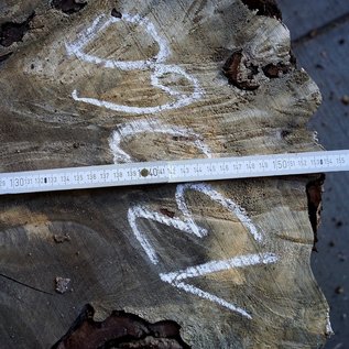 Buckeye Burl table base, approx. 1600 x 1500 x 250 mm, 13060