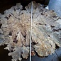 Buckeye Burl table base, approx. 1600 x 1500 x 250 mm, 13060