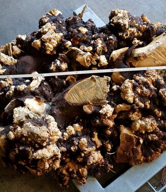 Buckeye Burl table base, approx. 1300 x 1000 x 250 mm, 13059