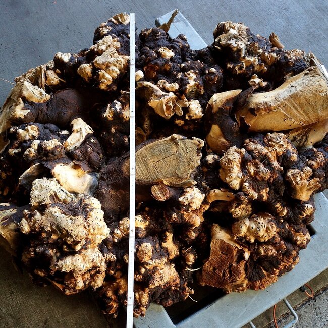 Buckeye Maser Tischsockel, ca. 1300 x 1000 x 250 mm, 13059