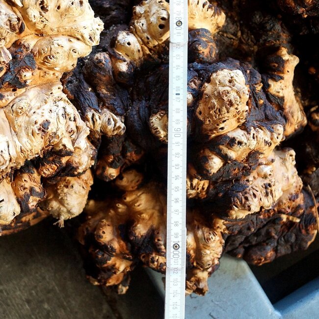 Buckeye Burl table base, approx. 1300 x 1000 x 250 mm, 13059