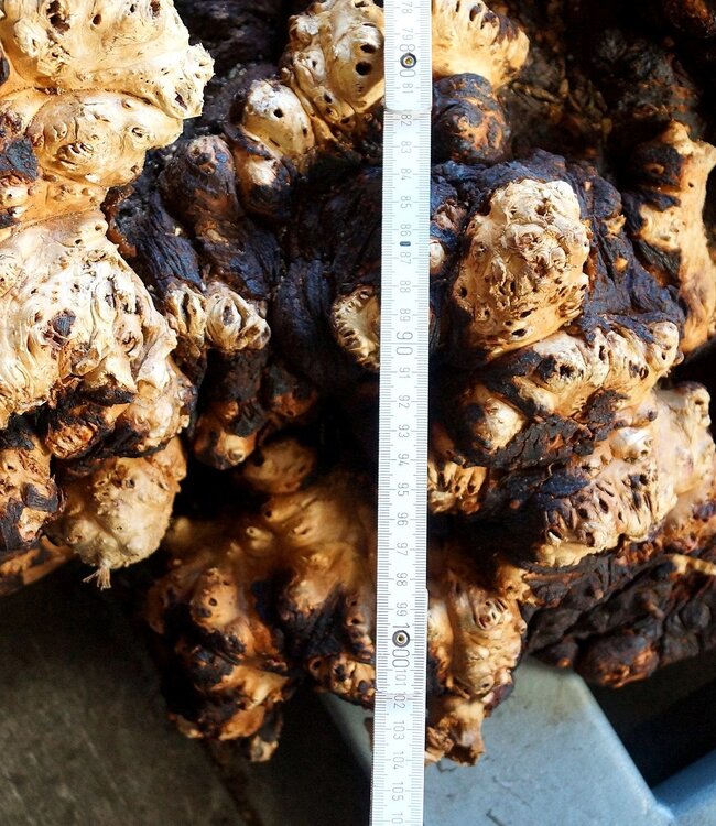 Buckeye Burl table base, approx. 1300 x 1000 x 250 mm, 13059