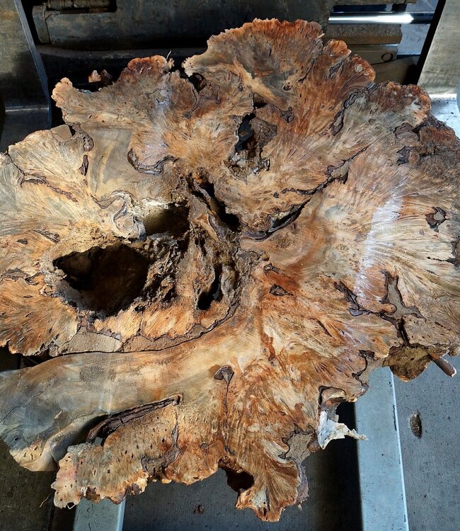 Buckeye Burl table base, approx. 1300 x 1000 x 250 mm, 13059