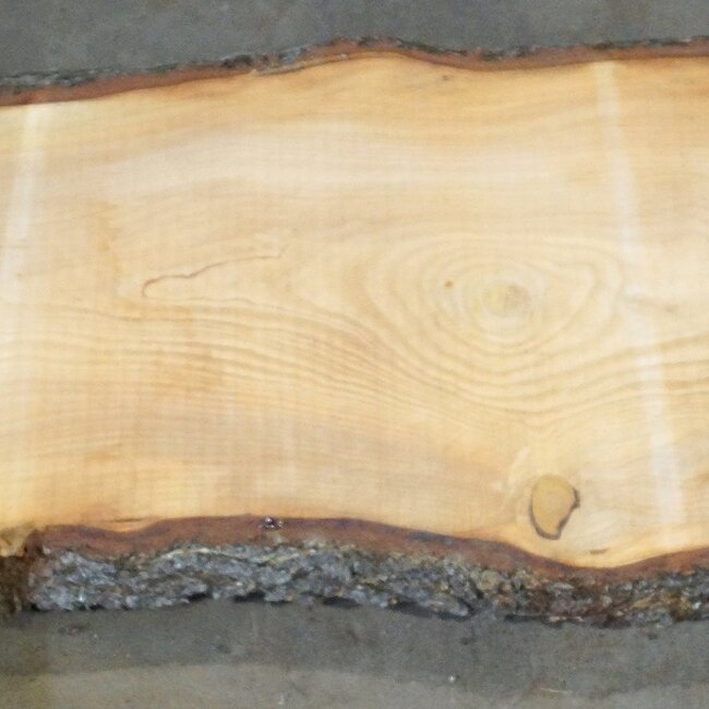 Libanon Zeder Tresenplatte, ca. 3900 x 810 x 65 mm, 13064