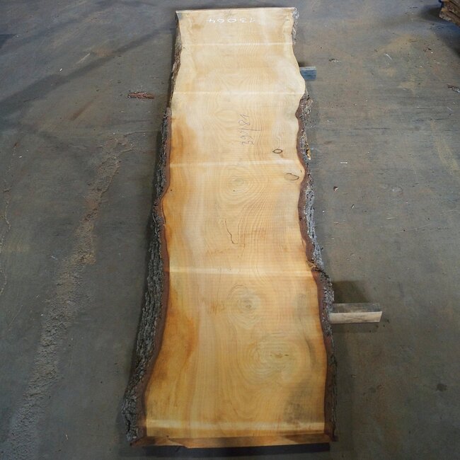 Libanon Zeder Tresenplatte, ca. 3900 x 810 x 65 mm, 13064