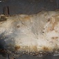 Ash fiddleback, approx. 2600 x 760 (1100/600) x 52mm, 75 kg, 13078