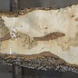 Ash fiddleback, approx. 2600 (2200) x 430 (920/460) x 52mm, 45 kg, 13087