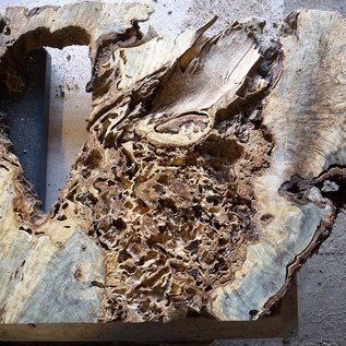 Buckeye burl slab, approx. 1870 x 630 x 52 mm, 40871