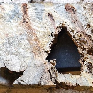 Buckeye burl slab, approx. 1870 x 630 x 52 mm, 40871