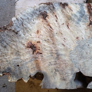 Buckeye burl slab, approx. 1870 x 630 x 52 mm, 40871