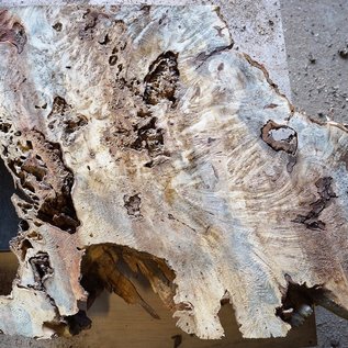 Buckeye burl slab, approx. 1870 x 630 x 52 mm, 40871