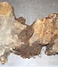 Buckeye burl slab, approx. 650 x 360 x 52mm, 3,4kg