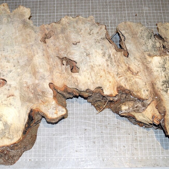Buckeye burl slab, approx. 650 x 360 x 52mm, 3,4kg