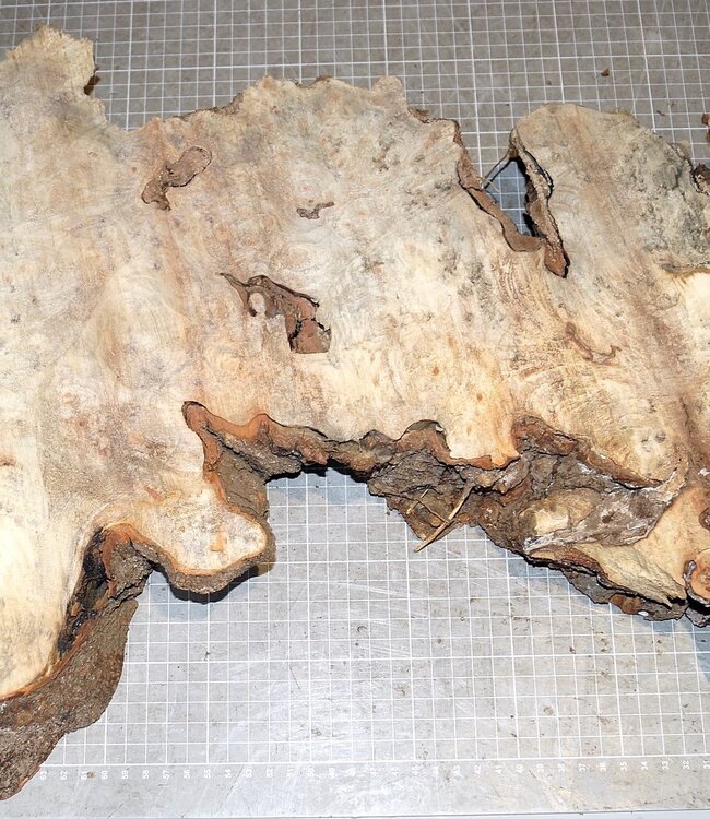 Buckeye Maser, ca. 650 x 360 x 52mm, 3,4kg