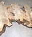 Buckeye burl slab, approx. 650 x 360 x 52mm, 3,4kg