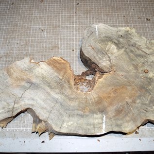 Buckeye burl slab, approx. 590 x 320 x 52mm, 2,9kg