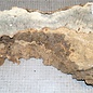 Buckeyeburl slab, approx. 660 x 250 x 52mm, 2,8kg