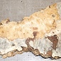 Buckeyeburl slab, approx. 660 x 250 x 52mm, 2,8kg