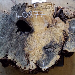 Buckeye burl slab, approx. 580 x 440 x 52mm, 4,7kg