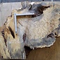 Buckeye burl slab, approx. 820 x 670 x 55mm, 9,4kg