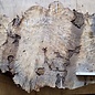 Buckeye burl slab, approx. 940 x 570 x 50mm, 9,1kg