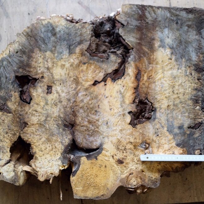 Buckeye burl slab, approx. 940 x 570 x 50mm, 9,1kg