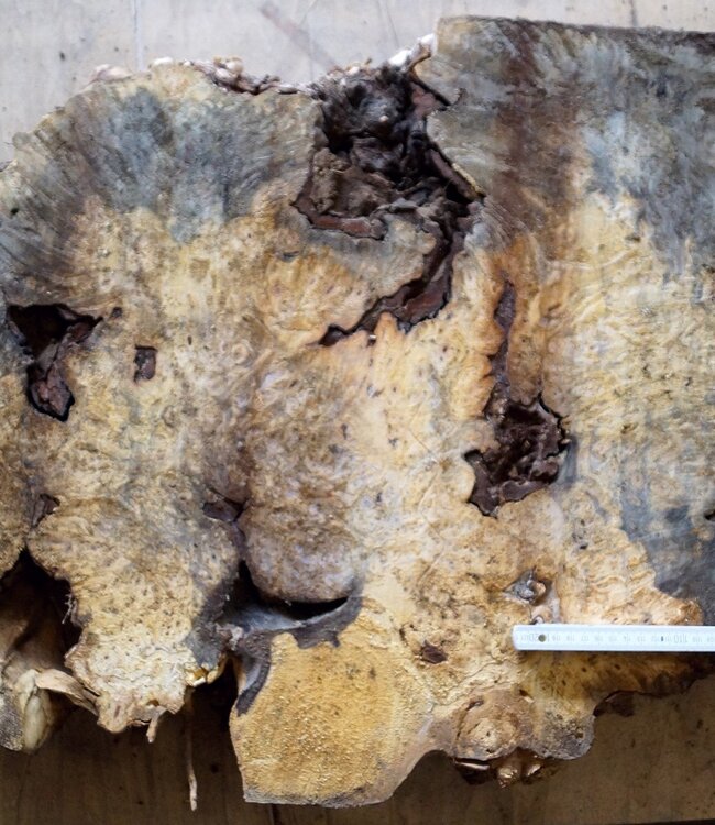 Buckeye Maser, ca. 940 x 570 x 50mm, 9,1kg