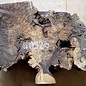 Buckeye burl slab, approx. 650 x 560 x 52mm, 5,3kg