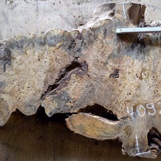 Buckeye burl slab, approx. 1000 x 620 x 52mm, 9,7kg