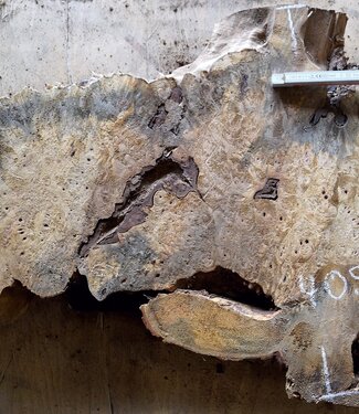 Buckeye burl slab, approx. 1000 x 620 x 52mm, 9,7kg