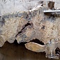 Buckeye burl slab, approx. 1000 x 620 x 52mm, 9,7kg