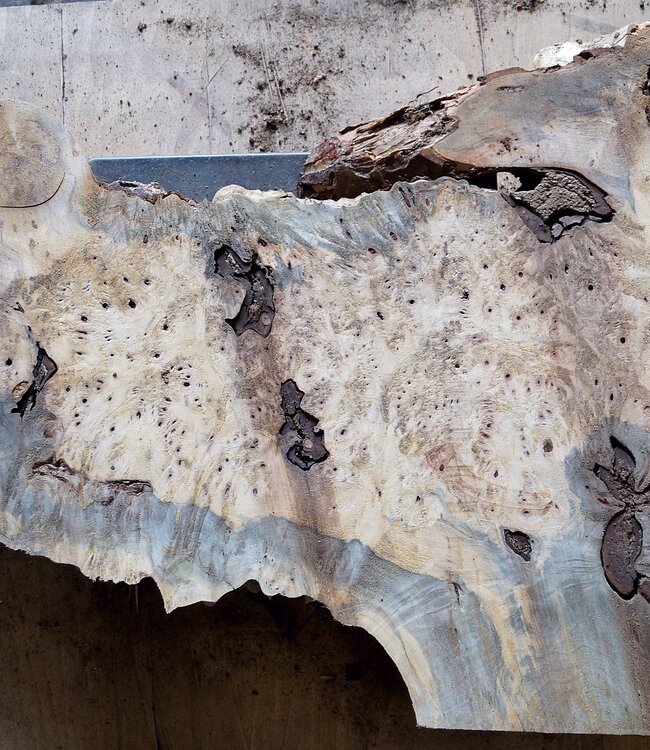Buckeye burl slab, approx. 1000 x 620 x 52mm, 9,7kg